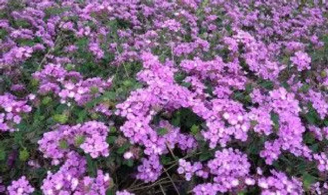 蔓马缨丹和马樱丹的区别是什么（蔓马缨丹花）