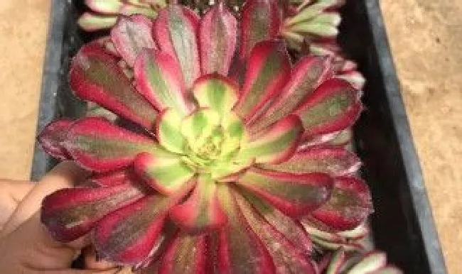 红覆轮锦好度夏吗（红覆轮锦有多少品种）