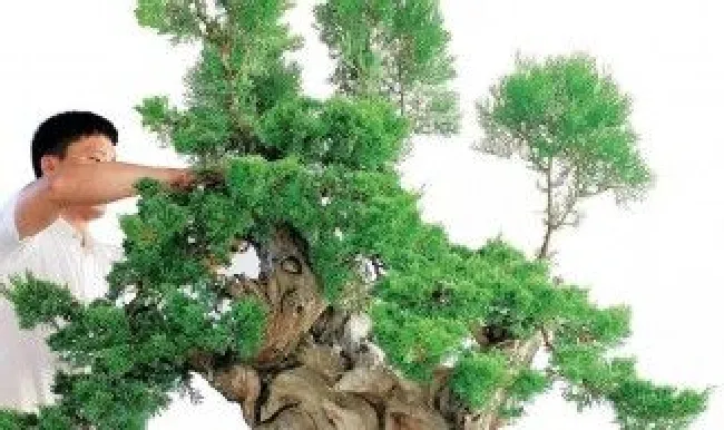 柏树附木盆景制作方法 柏树盆景制作入门教程视频