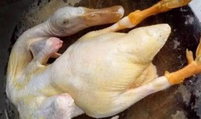 用手拔鸭毛技巧（用手拔鸭毛技巧视频）