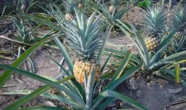 菠萝的生长过程是什么 菠萝的生长过程图片简笔画