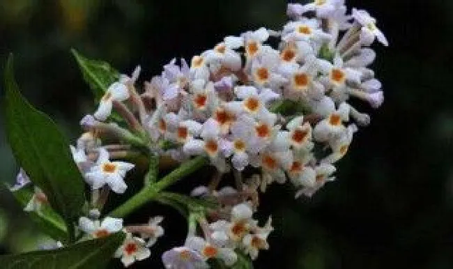 密蒙花的养殖方法 密蒙花植物图片