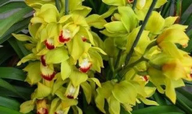 花蕙兰浇水的正确方法 花蕙兰浇水的正确方法图片
