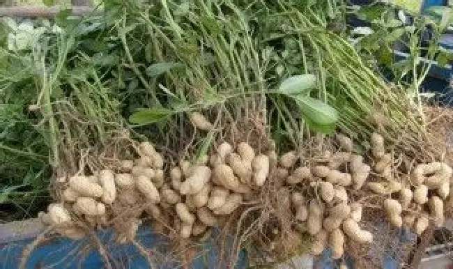 花生后期保存方法（花生应该如何保存）
