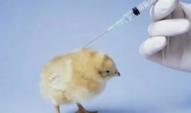 鸡疫苗的保存方法 鸡用疫苗打开后能保存多久