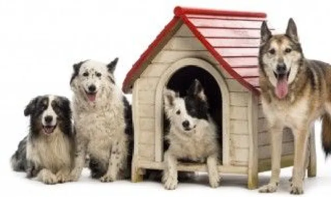 世界上最凶的狗 世界第一猛犬