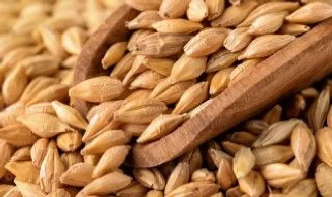 小麦保存方法最好的 小麦如何保存最好
