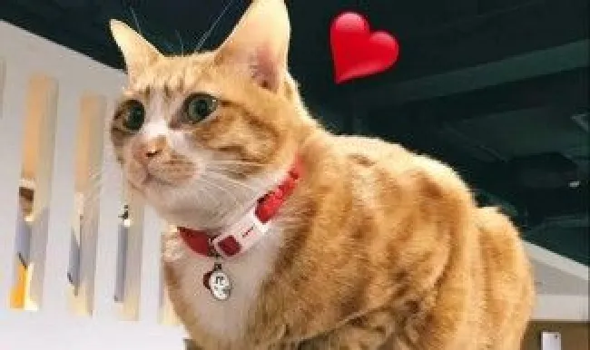 易胖体质的三种猫是哪些（易胖体质的三种猫是哪些品种）