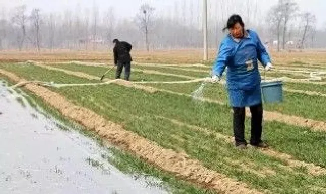 小麦返青浇水技巧（小麦返青浇水技巧视频）