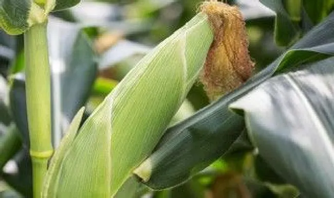 玉米棒芯是什么垃圾 玉米棒芯是干垃圾还是湿垃圾
