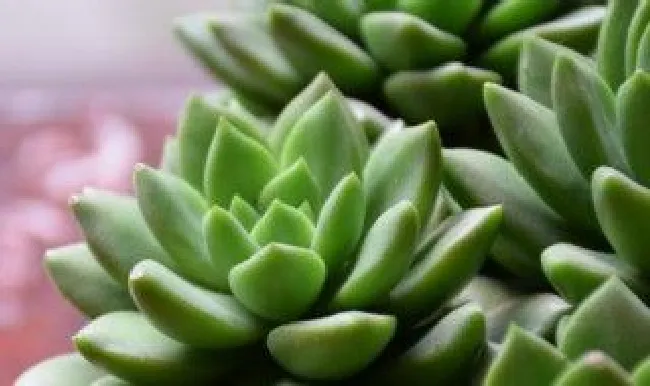 多肉怎么种植方法 多肉怎么种植方法图解
