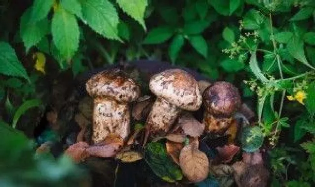 新鲜松茸怎么保存?可以放多久?（新鲜松茸怎么保存?可以放多久吃）
