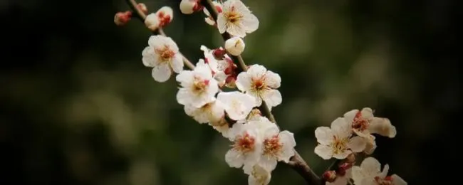 梅花的精神是指什么