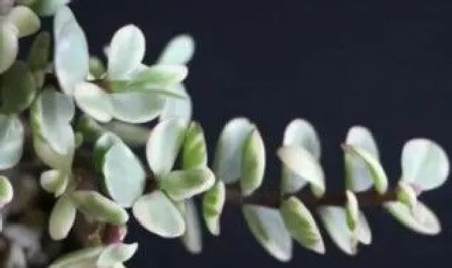 小玉怎么养 小玉怎么养殖