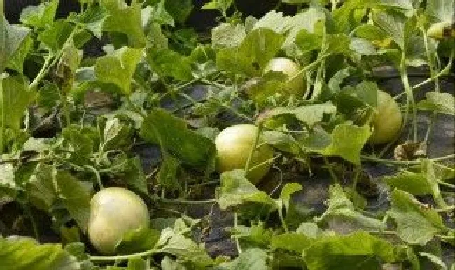 甜瓜起垄种植方法 甜瓜起垄种植方法视频