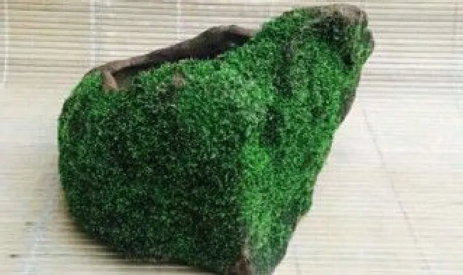 怎么样把苔藓种在石头上（苔藓种子怎么种在石子上）