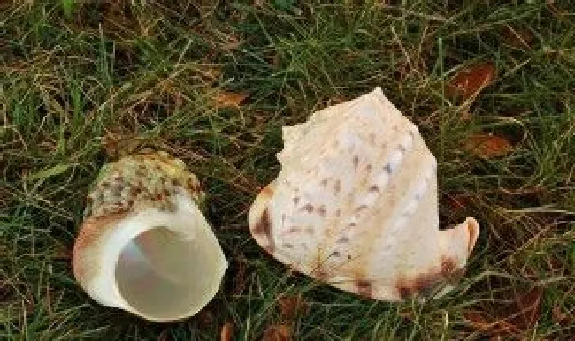 生海螺能放冰箱冷冻吗 生海螺放冰箱能保存多久