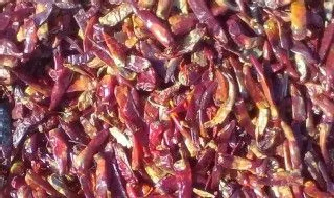 干红菜的保存方法（干紫菜的保存方法）