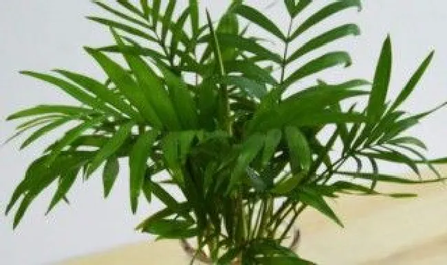 袖珍小椰子树怎么养 袖珍小椰子树怎么养殖