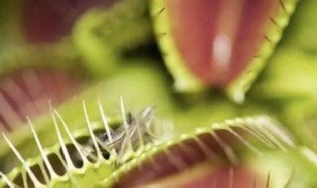 锦地罗怎么种 锦地罗种植