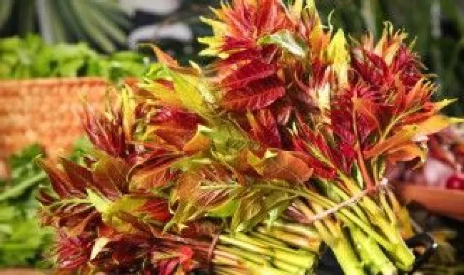 臭椿和香椿区别 香椿和臭椿的区别图解