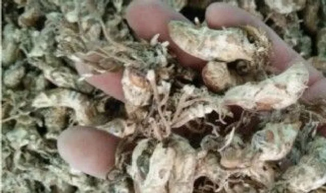 蝉花的保存方法 蝉花怎样保存