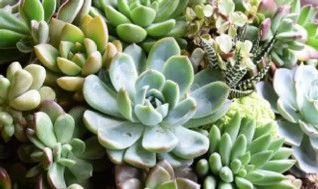 多肉植物冬美人怎么养