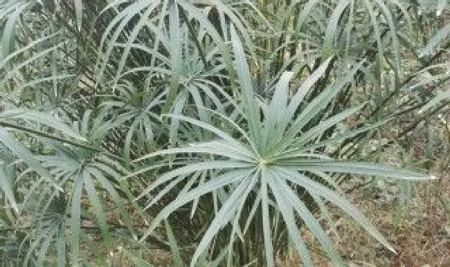 伞竹怎么养（伞竹怎么养殖）
