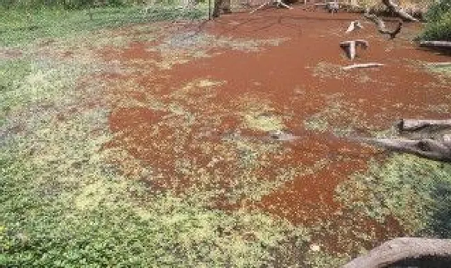 赤潮和水华的区别 赤潮和水华产生的原因是什么营养元素