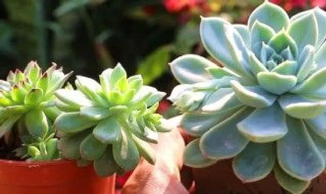 可爱的多肉植物怎么养（超可爱的多肉植物）