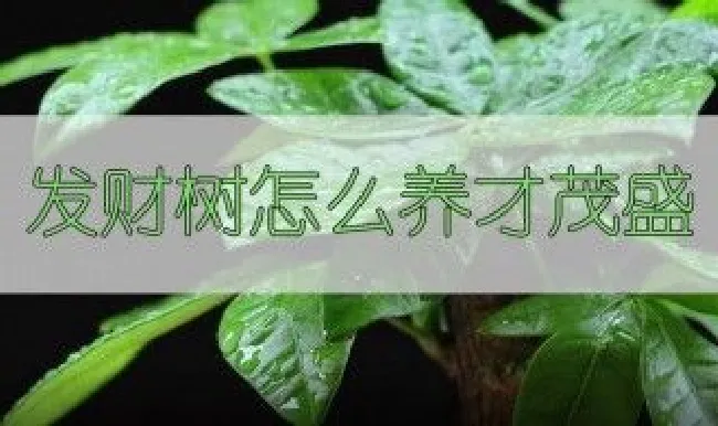 发财树怎样培养才会茂盛 发财树如何培养