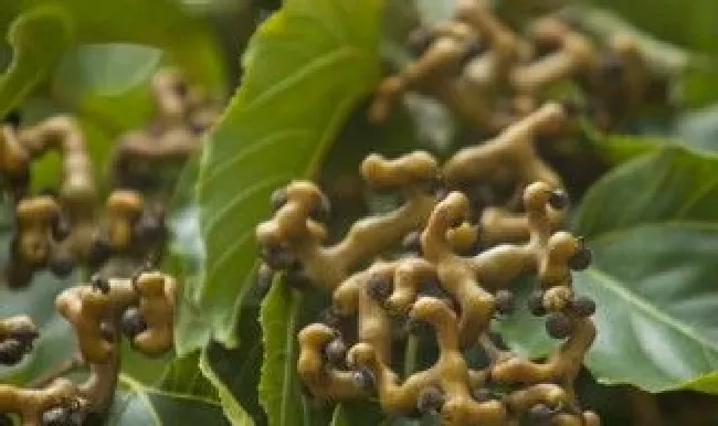 拐枣什么时候播种最好 拐枣什么时候开始种植