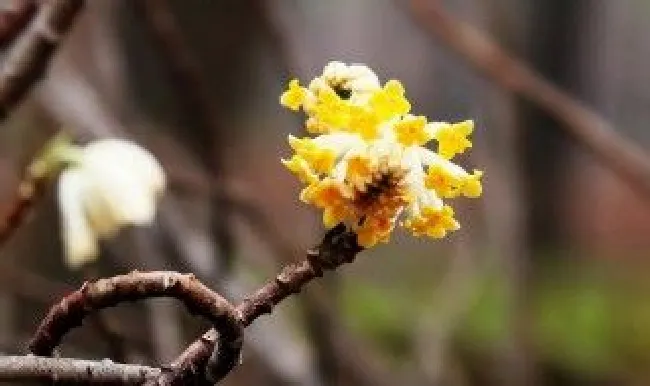 结香花的功效与作用 结香花的功效与作用及食用方法禁忌