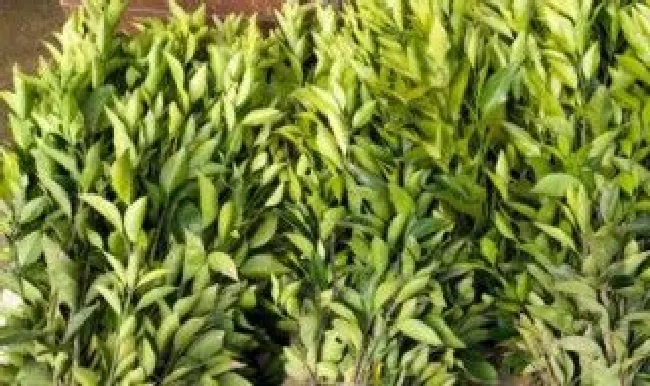 沃柑的籽怎么种 沃柑籽怎么种植技术视频