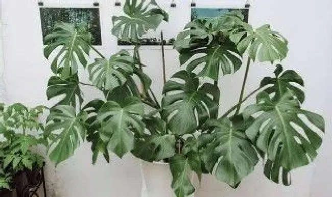 阳台龟背竹养殖方法（阳台养龟背竹好吗）