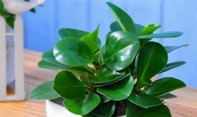碧玉植物怎么枝插 碧玉植物怎么扦插