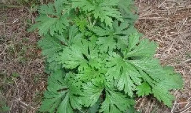 门上的艾草怎么挂（艾草门口怎么挂）