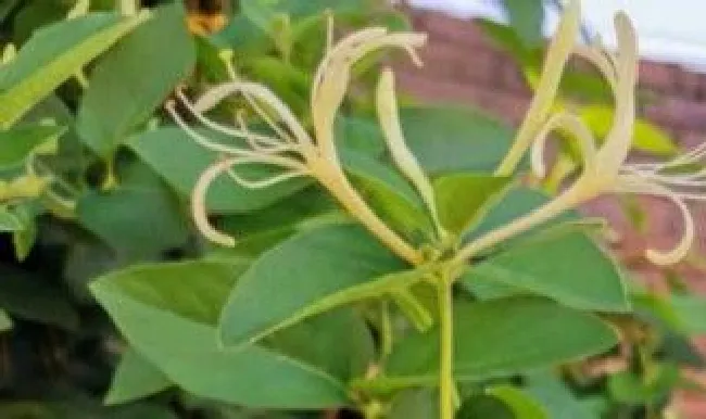 金银花冬天能种植在室内吗 金银花冬天在室内能开花吗