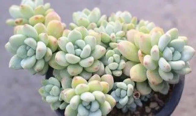 多肉劳尔开花要剪掉吗? 多肉劳尔开花需要剪么