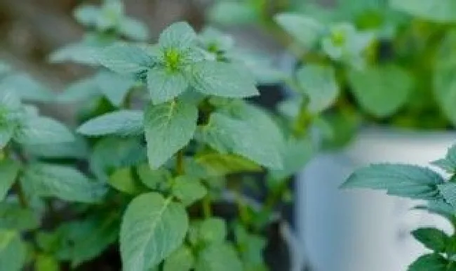鱼香草怎么水培养殖方法（鱼香草怎么繁殖培植?）