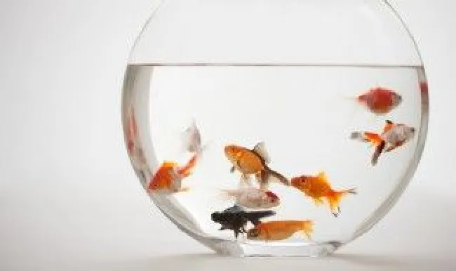清道夫吃鱼的粪便吗（鱼缸的水浑浊怎么办怎么变清）