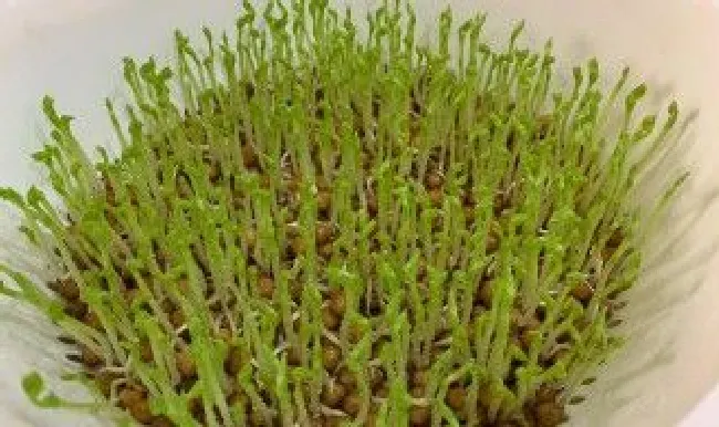 自发豌豆苗的制作方法（自发豌豆芽的妙招）
