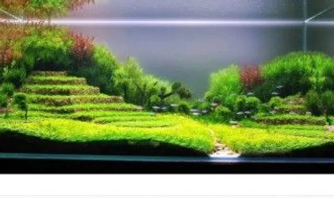 鱼缸长绿苔怎么办（鱼缸长绿苔怎么办小妙招）