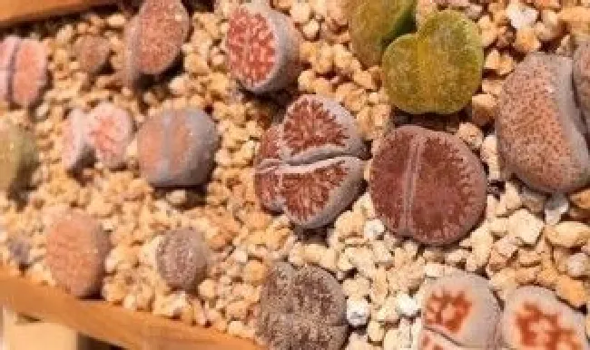 生石花怎么养才能更旺盛 生石花要怎么养才能越养越好