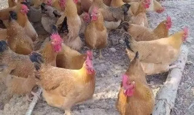 三黄鸡和普通鸡的区别是什么