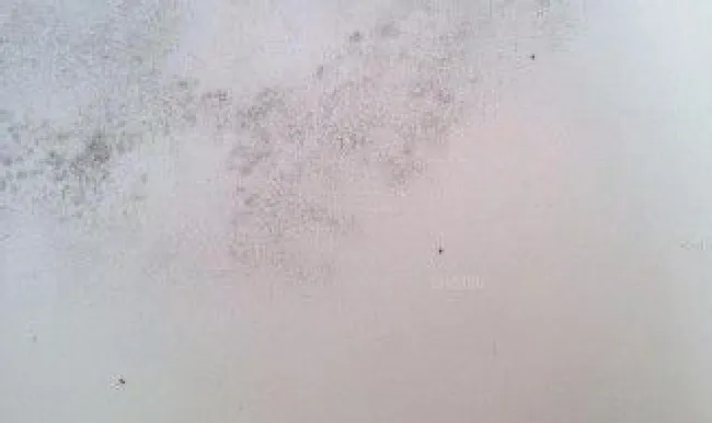 墙壁发霉变黑怎么办? 墙发霉变黑怎样处理
