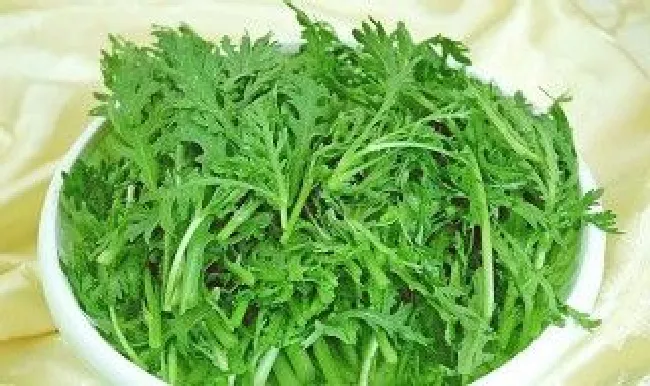 菊花菜什么时候种（菊花菜什么时候种最合适）