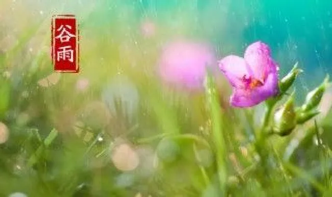 谷雨有什么寓意 谷雨有什么寓意和含义
