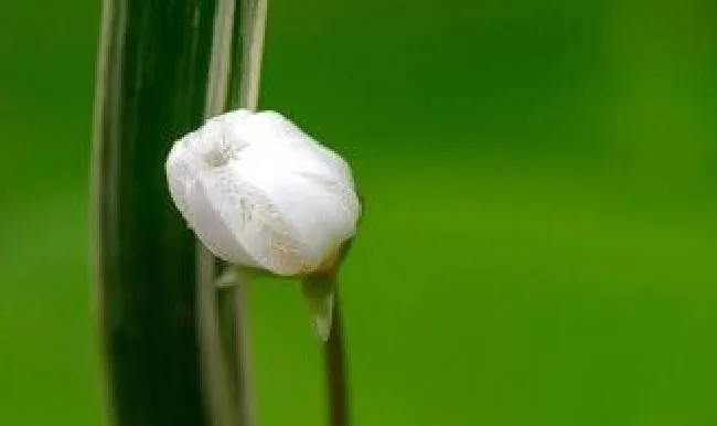 叶莲的养殖方法和注意事项（一叶莲长出小叶怎么养）