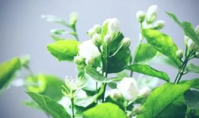 茉莉开花时能施肥吗 茉莉花开的时候能施肥吗